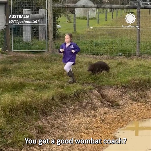 52K views · 1K reactions | Just a girl & her wombat running partner | AccuWeather | Facebook