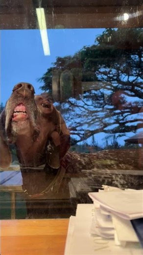 Cute Little Window Teeth || ViralHog