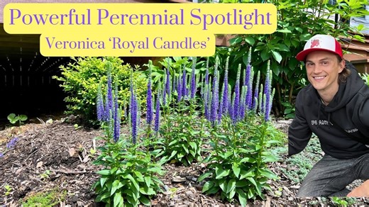 Veronica 'Royal Candles' Speedwell - power perennial - plant spotlight