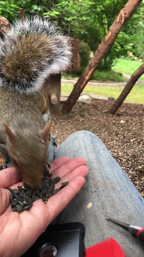 Rogue the Shy Squirrel: Overcoming Fear