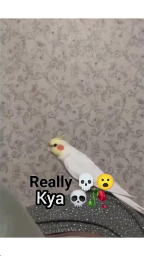 try not laugh😃 part-1 #funny #funnyvideo #funnyshorts #funnyclips #memes #parrot