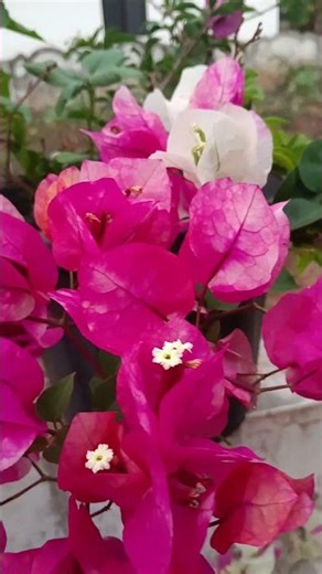 #pehlanasha#romanticsong#aamirkhan#jojeetawohisikandar#sadhana#bougainvillea#codominance