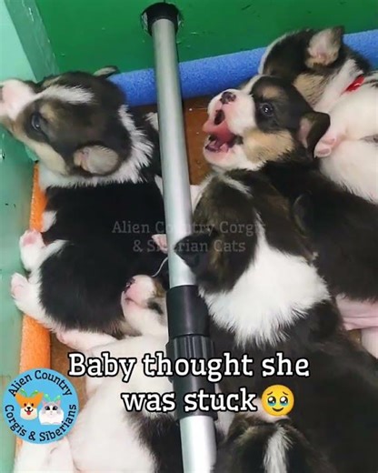 🧡Master Tigress' brave howl! Organic corgi puppies by Alien Country Corgis