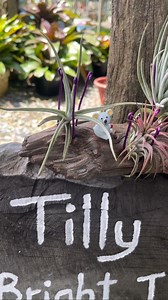 🌿 Mount your air plants with 2mm aluminum wire — simple, sturdy, and stylish! ✨ The best part? You can easily swap your plants around anytime for a fresh new display 🌱💚 #Airplants #tillymiri #homedecor #plantlover #diy #natureinspired #CalmVibes #outdoor | TillyMiri - Tillandsia Air Plants Miri