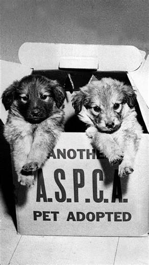 🎉 Same lifesaving mission, just a different century! aspca.org/GivingDay