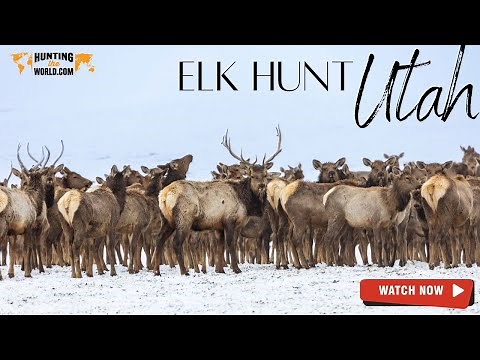 Utah Monster Elk hunt / Hunting the World.com / Utah desert 2022