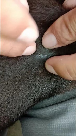 Remove Fleas from Your Dog Fast! #dogcare #doglife #petcare #dogshorts
