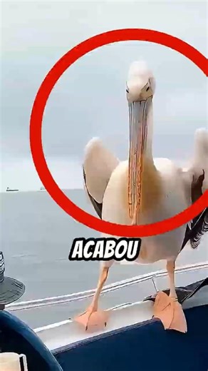 Eles Viram Um Encontro Muito Raro