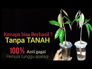 Sambung pucuk DURIAN teknik TERBARU, menggunakan media tanam air 100% BERHASIL