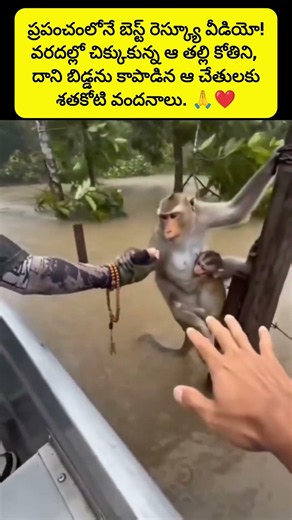 The Most Beautiful Animal Rescue in the World 🥺 #trendingreels #viralvideo #rescue #monkey #shorts