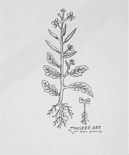 Sarson Ka Paudha Sketch | Realistic Pencil Drawing 🌿 #tauseefart #pencildrawing #sketch