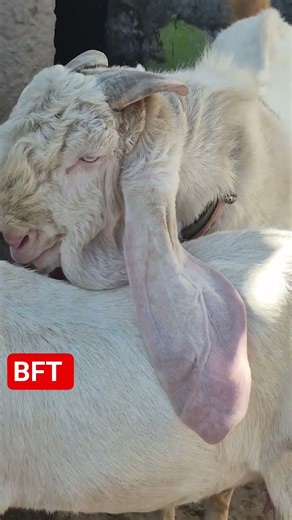 hyderabadi breeder bakra #hyderabadi #beawar #goatfarming