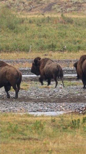 Boys let’s go! Bison running! #yellowstone #bison #bisonrut #yellowstonenationalpark #publiclands
