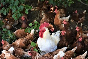 Breeding Chickens - 15 Questions Answered