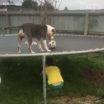 56K views · 1K reactions | This dog is having the best time on the trampoline! | People | Facebook