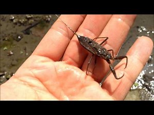 To capture the water scorpion.