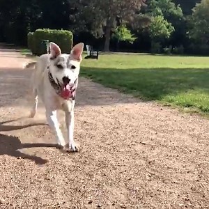 3K views · 174 reactions | THE BEAUTY OF ADOPTION: Adopting a pet ...