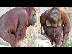 第1タワーのボルネオくんを見上げ扉に体当たりをして荒れ模様のチャッピーさん・オランウータン 2025/11/15