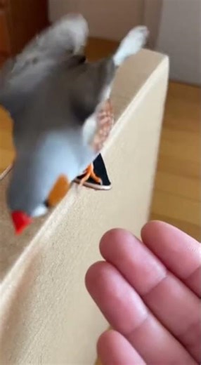 Pet Bird Skateboards Down Cardboard Ramp || Amazing Tricks From A Feathered Skater