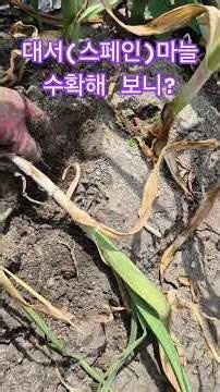 How Did the Harvest of Daeseo (Spanish) Garlic Turn Out?