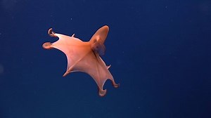 488K views · 9K reactions | This rare Dumbo octopus uses its ‘ears’ to swim around. | Insider Tech | Facebook