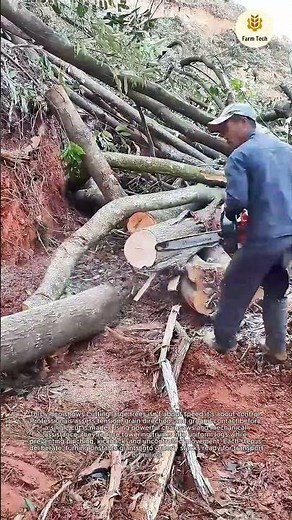 Heavy Duty Log Cutting: Professional Techniques for Processing Large Trees