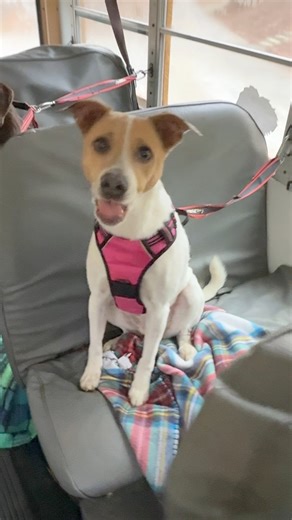 8.5K views · 678 reactions | Snack time with The Peanuts Gang | The Storybook Bus | Facebook