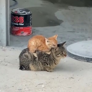 2.5M views · 196K reactions | "Mom, I'm not bothering you, am I?!" Brought to you by Nutrition Strength -- keeping your pets healthy and happy. | PetChanted | Facebook