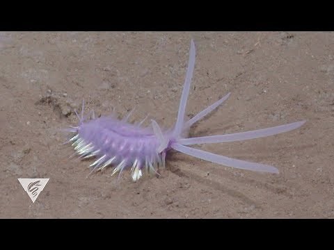 The ocean is bristling with scale worms