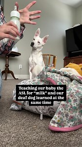 32M views · 514K reactions | Faith is always watching our hands 懶#asl #signlanguage #learning #themoreyouknow #deaf #deafdog #dogsofinstagram #trending #viral #fyp #foryou | Deaf Dog of MN | Facebook