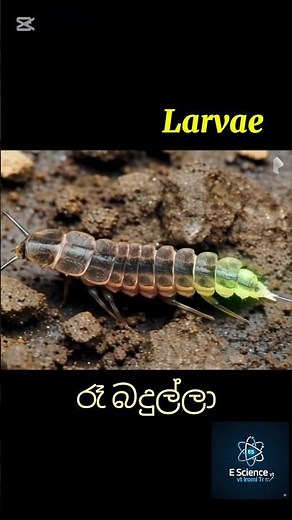 Life cycle of a firefly | කළාමැදිරියාගේ ජීවන චක්‍රය #science #education 😎