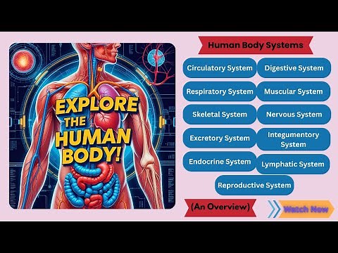Learn About Human Organ Systems | An Overview