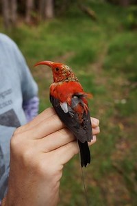 Scientists Evaluate Ways to Save Hawaiian Honeycreeper | Maui Now