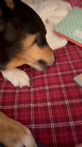 Marty will eat rabbit poop and deer carcas but finds the cherry of the top of my peppermint milkshake to be unpalatable. | Marty Is a Very Good Boy | Facebook