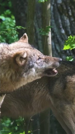 ​#WolfVsCheetah #ApexPredatorFacts #Wolf #Cheetah #AnimalShorts #Wildlife