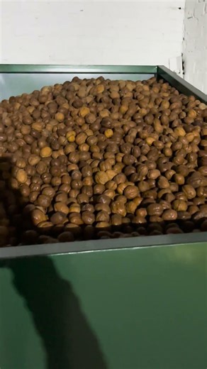 Walnut Dryer #processing #walnut #machine