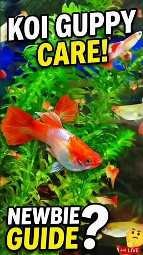 How to Care for Koi Guppy Fish: Ultimate Beginner's Guide #DreamTrackAI sweet small fishing #shorts