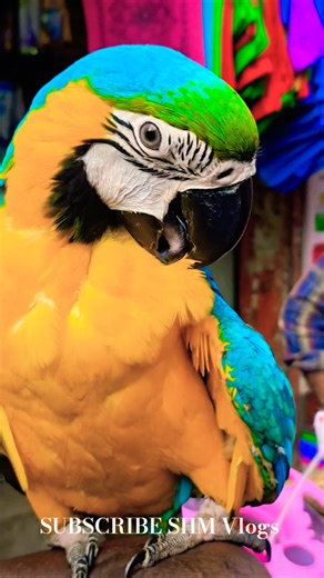 Macaow Cheapest & Biggest Pet Market | Broadway Pet Market | Varities of PETS #pigeon #pets #india