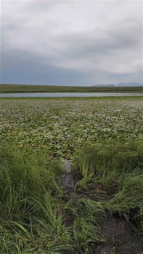 🌸 Water Lily Lake | The Hidden Natural Paradise of Stepanavan, Armenia.