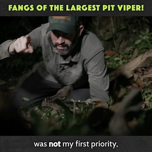 3.6K views · 59 reactions | Here’s a sneak peek of our brand new episode coming out TOMORROW on @youtube!  Don’t miss it at 9am ET! | Brave Wilderness | Facebook