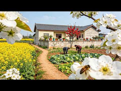 The REAL China: Hidden Flower Village - Rapeseed, Pear Blossoms & Farming Life [4K]