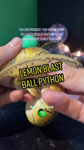 🐍 #FreshSkin on the #LemonBlast 🧪 #fyp #OneStepCloser #WorthTheWait #ZitHappens #ballpython #madscience #weirdscience #pets ￼#reptiles￼￼ #exotic