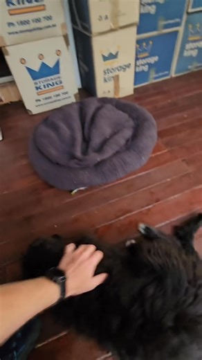 Getting a call about a snake constricting someone’s pet is one of the hardest parts of our job. We are so relieved this story ended happily 🐕🐍 These home owners did an incredible job giving us a call as soon as they saw their puppy had a snake wrapped around it. Stu talked them through the process of removing the snake safely, so that both the animals and people came out as uninjured as possible. At the end of this video, Stu delivers an awesome explanation on the situation and how he talked t