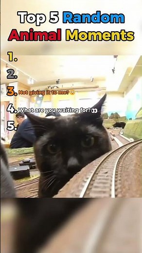 Top 5 Random Animal Moments🐾