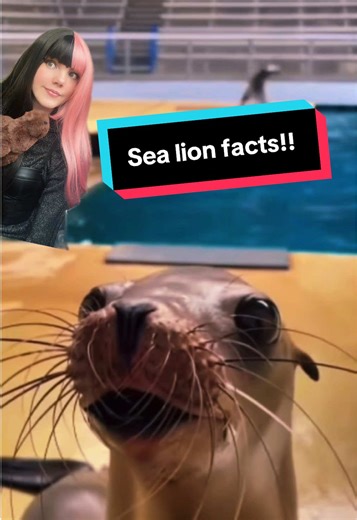 Fascinating Sea Lion Facts You Need to Know