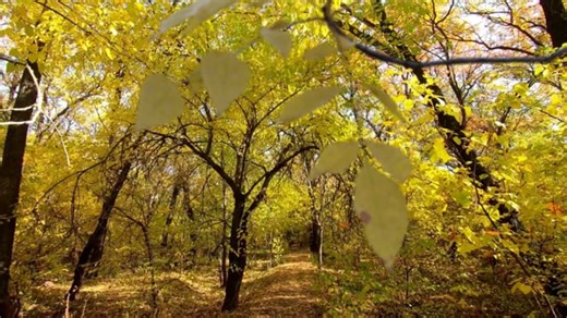 Door, Door Open, Entrance. Free Stock Video