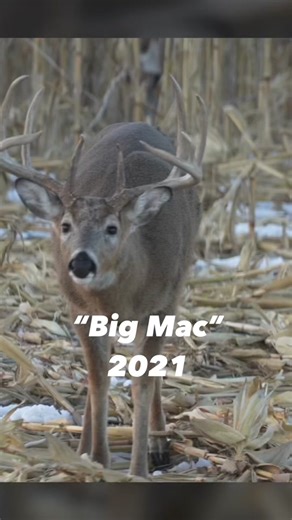 Unbelievable Deer Hunting Episode just dropped on Bowmar Bowhunting YT channel called “The Hunt For Big Mac” Make sure to save this video so you remember to watch it later, or watch it now by clicking the link in bio. We love you guys! #bowmar #bowmarbowhunting #joshbowmar #sarahbowmar #archery #hunting #documentary