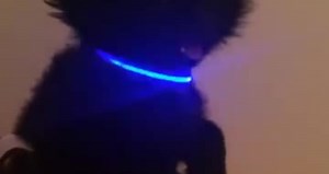 LED Dog Collars - Squeaker Dogs
