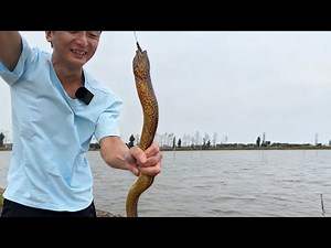 The most ferocious eel ever! The grey eel has earned its place as the most ruthless species; be c...