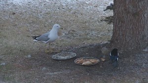 Birds Fighting Magpies vs Seagulls